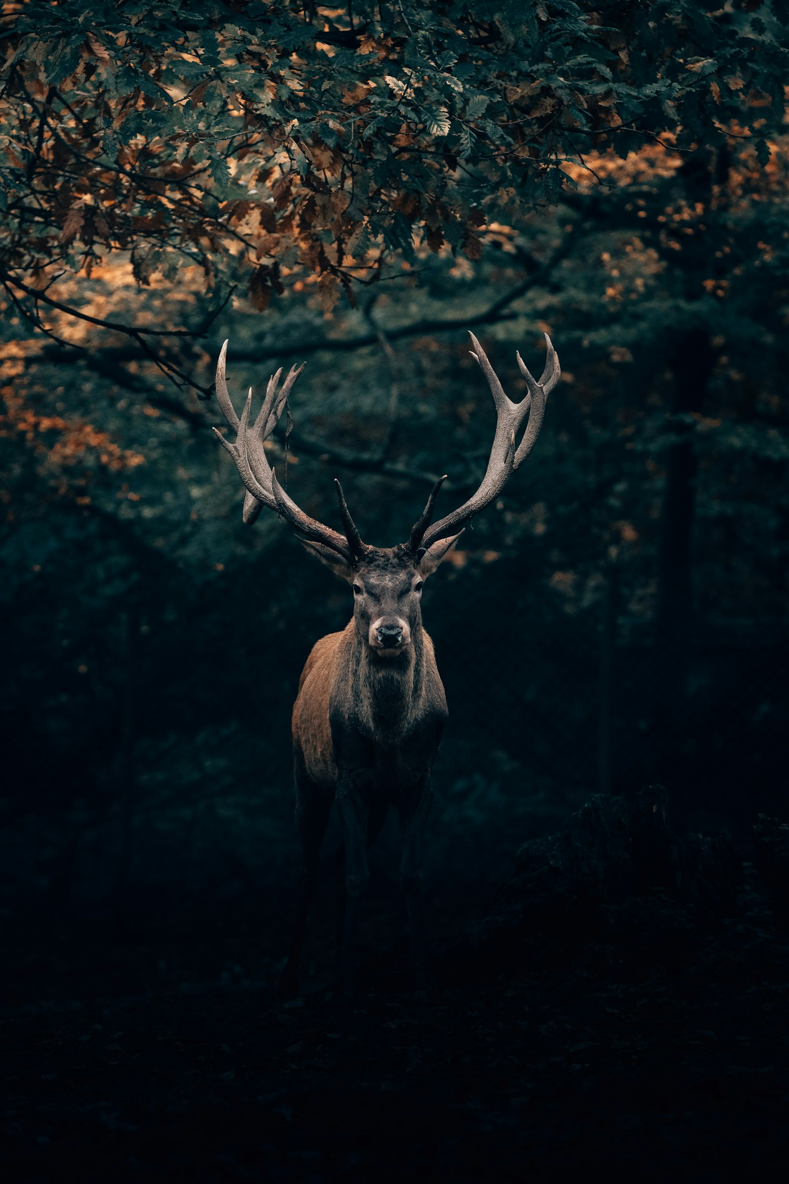 Fauna salvaje en bosque maduro