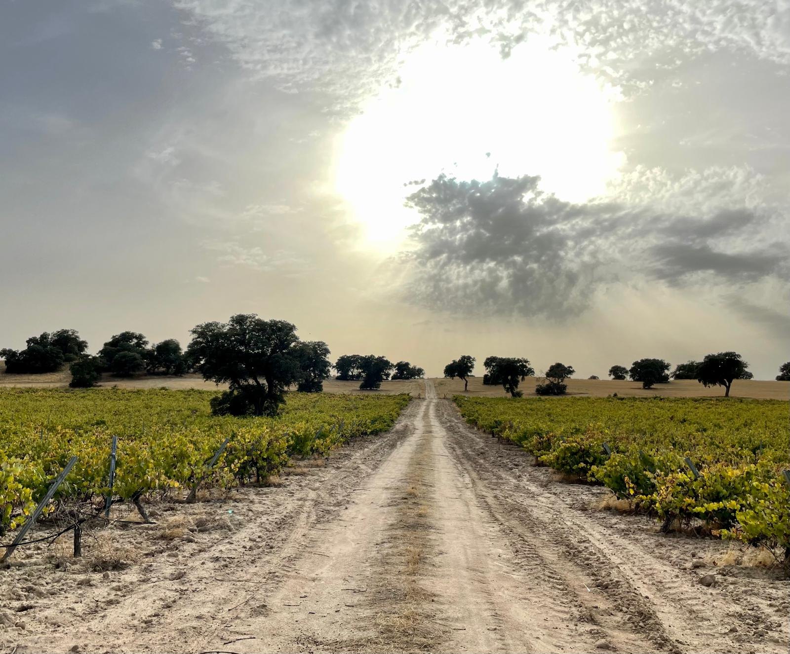 Mediterranean dehesa managed as a long-term rural asset